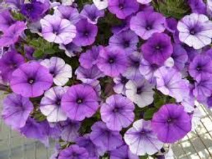 Petunia 'Violet Bouquet' 14cm Petunia 'Violet Bouquet' 14cm