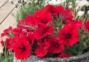 Petunia Hells 'Red Magma' 2.5L