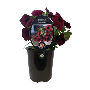 Petunia 'BeautiCal Bordeaux' 1.25L Petunia 'BeautiCal Bordeaux' 1.25L