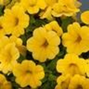 Calibrachoa Calipetite 'Yellow 14cm Calibrachoa Calipetite 'Yellow 14cm