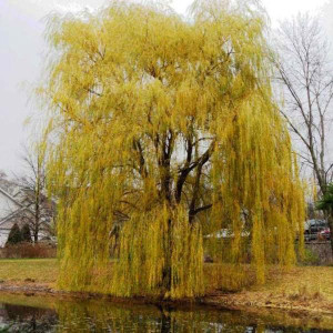 Salix vitellina 'Pendula Aurea PB18 Salix vitellina 'Pendula Aurea PB18