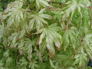 Acer palmatum 'Peaches & Cream 6L Acer palmatum 'Peaches & Cream 6L