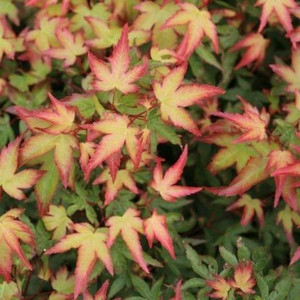 Acer palmatum 'Chishio' - Topi 6L