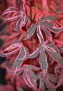Acer palmatum 'Shirazz' - Topi 6L Acer palmatum 'Shirazz' - Topi 6L