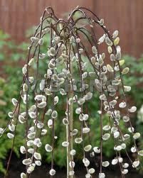 Salix caprea 'Kilmarnock' PB28