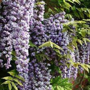 Wisteria f 'Black Dragon' PB12 Wisteria f 'Black Dragon' PB12