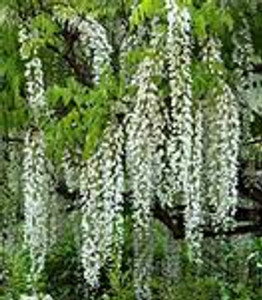 Wisteria 'Snow Showers' PB12 Wisteria 'Snow Showers' PB12