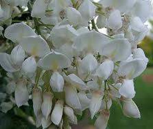 Wisteria venusta 'White Silk' PB12 Wisteria venusta 'White Silk' PB12