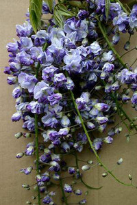 Wisteria f 'Ed's Blue Dragon' PB12