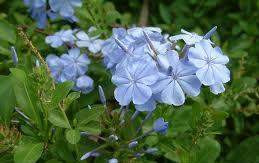 Plumbago 'Royal Cape' 2.5L