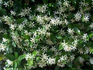 Trachelospermum jasminoides 2.5L