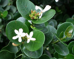 Carissa 'Emerald Star' 2L