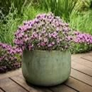 Lavender 'Razzleberry Ruffles' 2L Lavender 'Razzleberry Ruffles' 2L