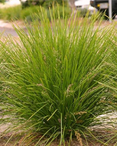 Lomandra 'Lime Tuff' 2L Lomandra 'Lime Tuff' 2L