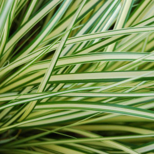 Carex oshimensis 'Evergold' 1.9L Carex oshimensis 'Evergold' 1.9L