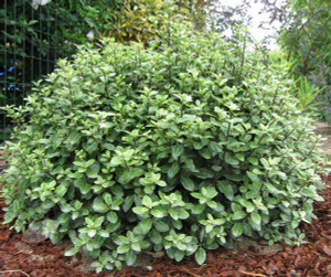 Pittosporum 'Golfball' 2.5L