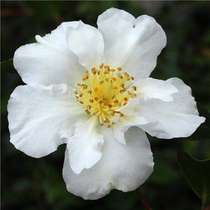 Camellia sasanqua 'Setsugekka' 8.5L Camellia sasanqua 'Setsugekka' 8.5L