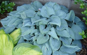 Hosta 'Fragrant Blue' 2.5L