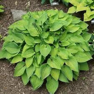 Hosta 'Gold Edger' 2.5L Hosta 'Gold Edger' 2.5L