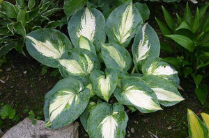 Hosta 'Hudson Bay' 14cm