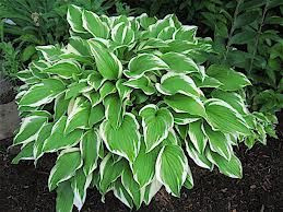 Hosta 'Thomas Hogg' 2.5L