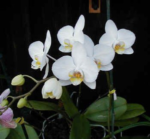 Phalaenopsis Orchids - Premium 10cm Phalaenopsis Orchids - Premium 10cm