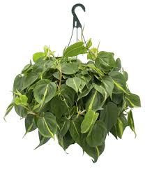 Philodendron cordatum 12cm