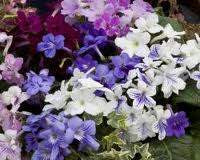 Streptocarpus Assorted 12.5cm