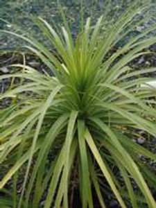 Beaucarnea recurvata 1.5L