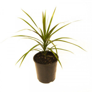 Dracaena marginata 1L