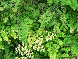 Adiantum cuneatum 15cm Adiantum cuneatum 15cm