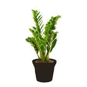 Zamioculcas 'Zanzibar Gem' 12cm Zamioculcas 'Zanzibar Gem' 12cm