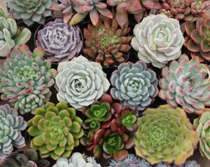 Succulent Assorted 10cm