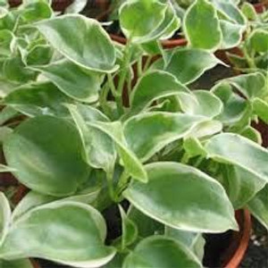 Peperomia scandens 'Variegata' 17cm Peperomia scandens 'Variegata' 17cm