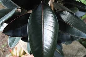 Ficus elastica 'Black Knight' 12cm Ficus elastica 'Black Knight' 12cm
