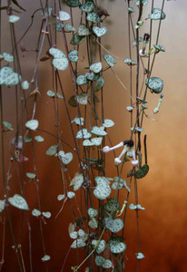 Ceropegia linearis ssp. woodii 14cm Ceropegia linearis ssp. woodii 14cm