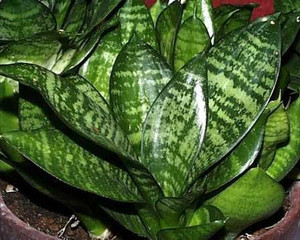 Sansevieria 'Hahnii' 15cm