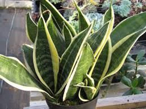 Sansevieria 'Futura Superba' 15cm