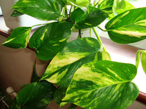 Scindapsus aureus 12cm Scindapsus aureus 12cm