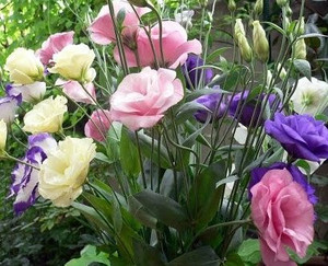 Lisianthus 'Assorted' 12cm