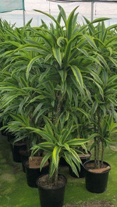 Dracaena 'Greenstripe' Triple 20cm