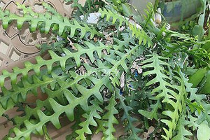 Cryptocereus antonyanus 17cm
