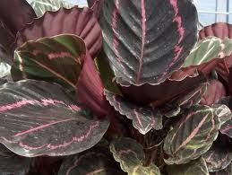 Calathea 'Dottie' 14cm