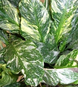 Spathiphyllum 'Domino' 15cm