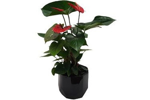 Anthurium 'Bugatti Red' 15cm Anthurium 'Bugatti Red' 15cm