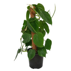 Philodendron cordatum 17cm