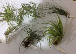 Tillandsia 'Assorted' BR