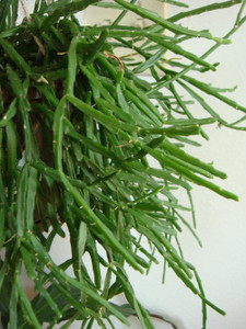 Rhipsalis 'Ewaldiana' 17cm