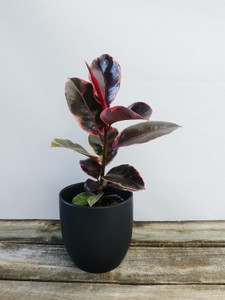 Ficus elastica variegata 'Ruby 17cm (86697) 17cm