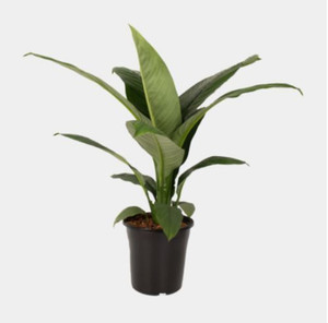 Spathiphyllum 'Sensation' 18cm